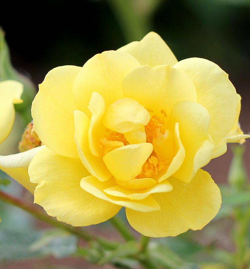 Oso Easy® Lemon Zest® Rose Natorp's Online Plant Store